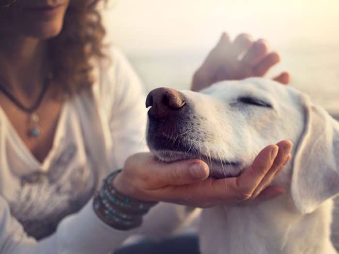 ¿Cómo funciona el repelente para perro? ¿Cómo funciona el repelente para perro?